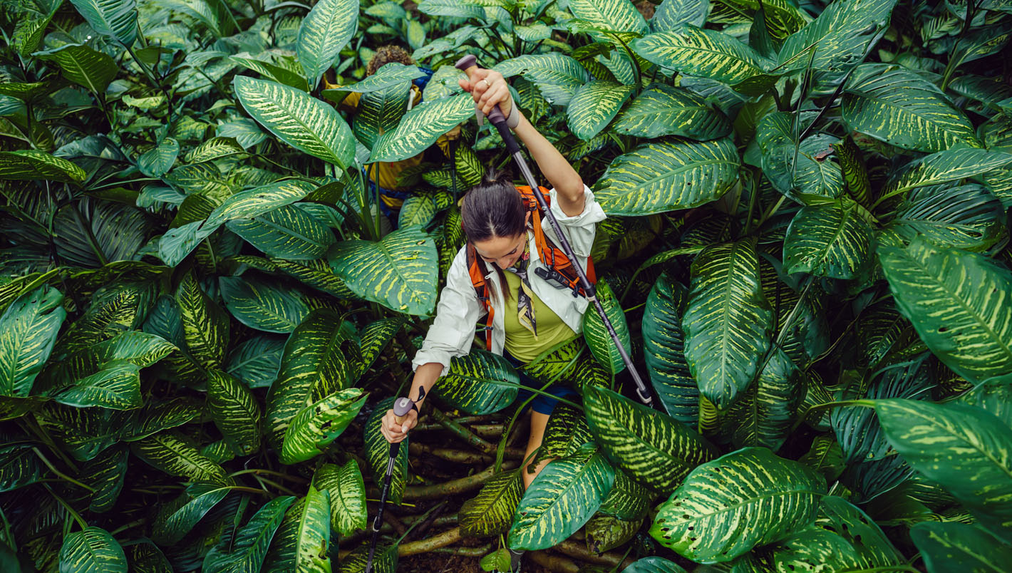 Backcountry campaign — hikers trekking through dense jungle foliage